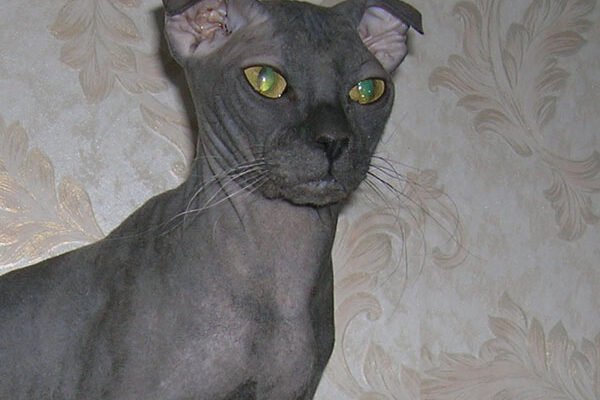 Українська порода котів: історія, особливості та чудові фото муркотунів