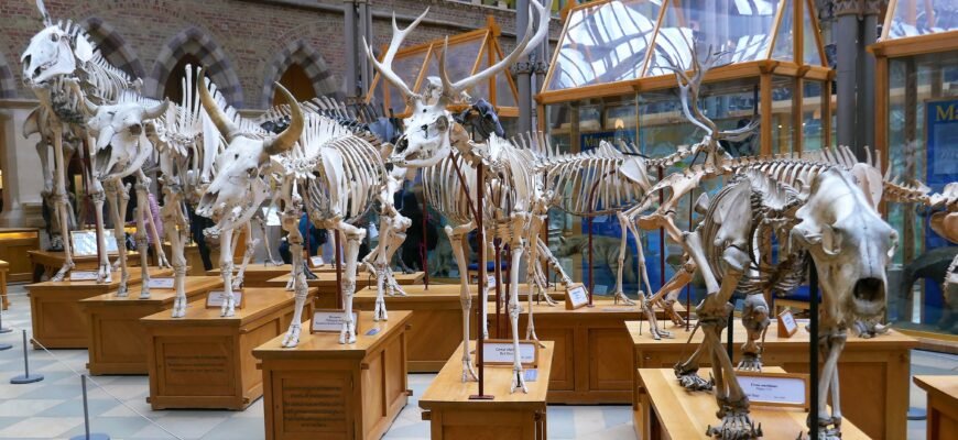 Відвідайте музей естествознання Вена: захоплюючий світ науки і природи