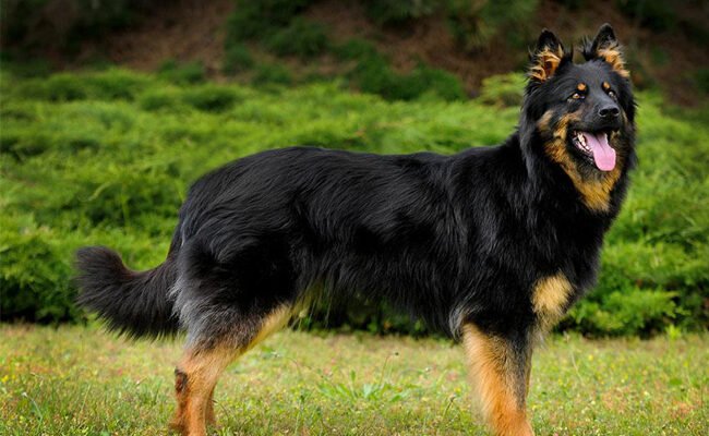 Всі породи вівчарок: огляд та особливості кожної з них для власників