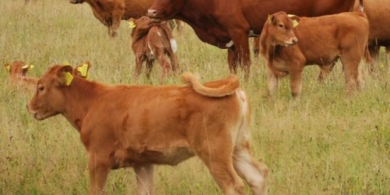 Волинська м’ясна порода: особливості, переваги та перспективи розвитку