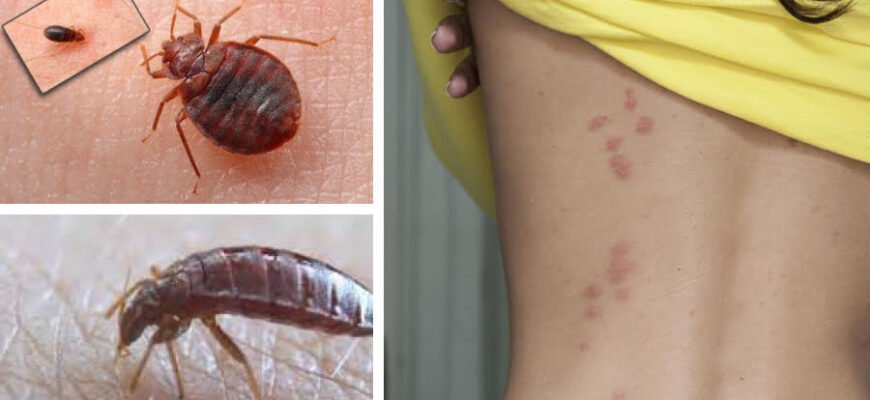 Хто такі клопи: дізнайтеся про цих комах і їхню поведінку