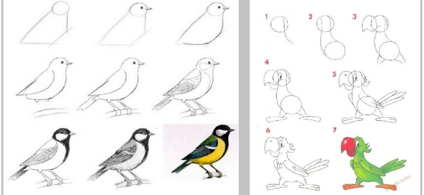 Як намалювати пташку: покрокова інструкція для початківців