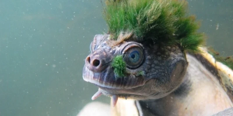 Як дихає черепаха: дослідження особливостей дихання рептилій Як дихає черепаха: дослідження особливостей дихання рептилій