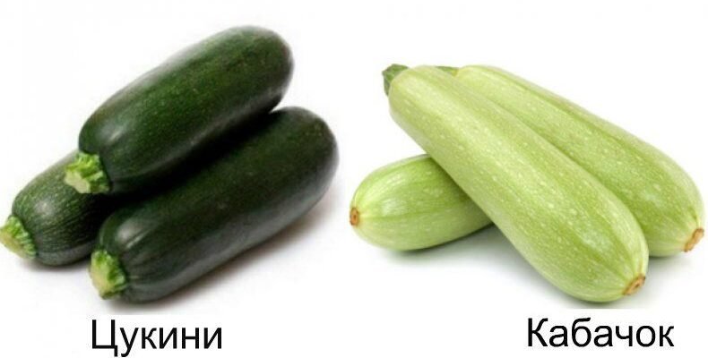 Загадка на кухні: В чому різниця між цукіні та кабачком? Загадка на кухні: В чому різниця між цукіні та кабачком?