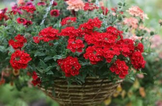 Що лікує вербена: лікувальні властивості та застосування цієї рослини