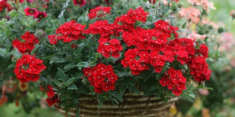 Що лікує вербена: лікувальні властивості та застосування цієї рослини