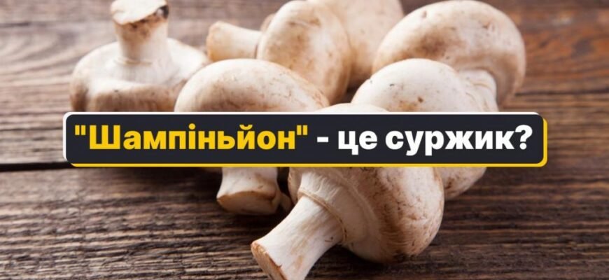 Як правильно писати: шампіньйон чи печериця в українській мові?
