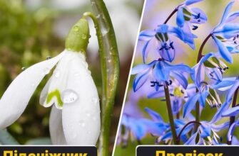 Чим відрізняються пролісок і підсніжник: основні відмінності?