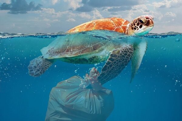 Штучний інтелект для океанів: нові рішення для збереження екосистем