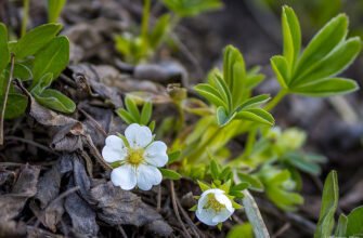 Лапчатка біла: користь і шкода для здоров’я, як це працює?