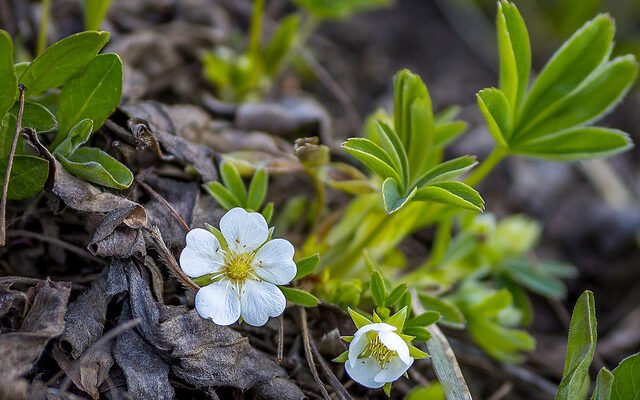 Лапчатка біла: користь і шкода для здоров’я, як це працює?