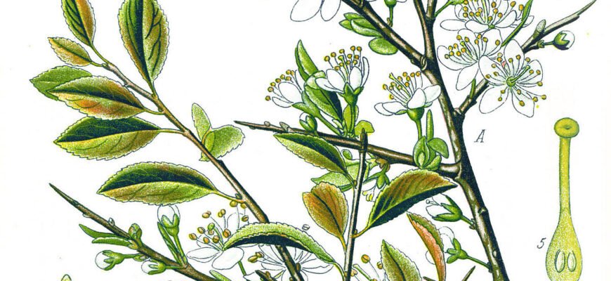 Що таке терен: визначення, властивості та застосування рослини