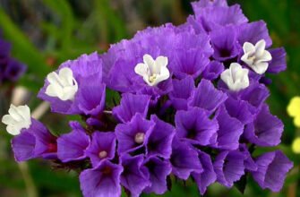 Кермек користь і шкода: які властивості мають рослину?