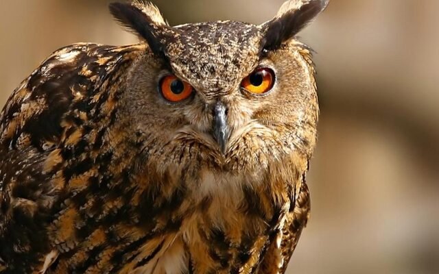 Чим відрізняються сичі від сов: основні відмінності видів?