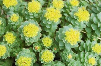 Джинджура, що лікує: природні засоби для здоров’я