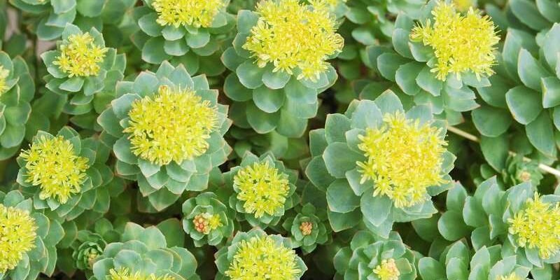 Джинджура, що лікує: природні засоби для здоров’я