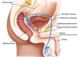 Що таке простата у чоловіків: визначення, функції та здоров’я