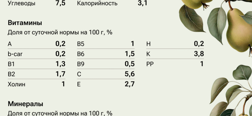Груша користь і шкода: як впливає на здоров’я цей фрукт? Груша користь і шкода: як впливає на здоров’я цей фрукт?