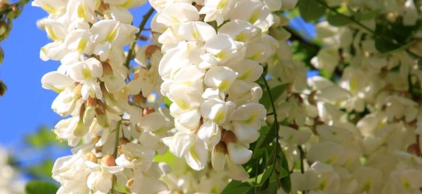 Користь і шкода квітів акації: що потрібно знати?