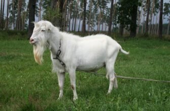 Чим відрізняються цап і козел: різниця між цими тваринами?