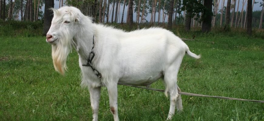 Чим відрізняються цап і козел: різниця між цими тваринами? Чим відрізняються цап і козел: різниця між цими тваринами?