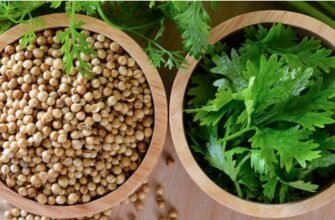 Чим відрізняються кінза і коріандр? Розкриваємо різницю