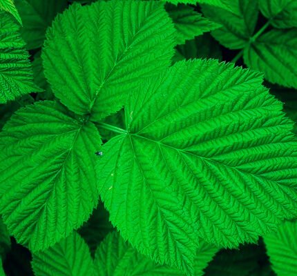 Чим корисний лист малини: відкрийте секрети для здоров’я!