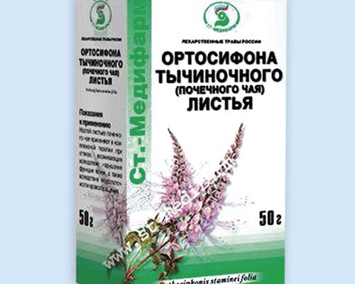 Ортосифон тичинковий: користь і шкода – детальний аналіз рослини