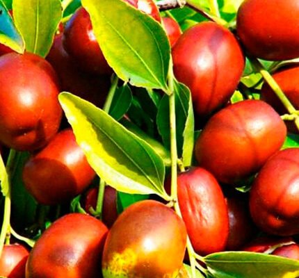 Зизифус: користь та шкода – що варто знати про цей фрукт?