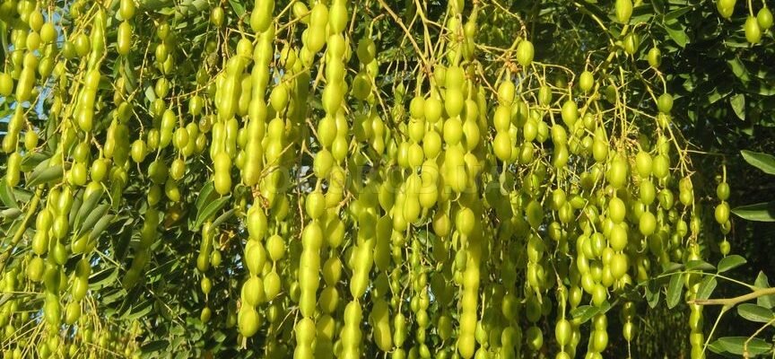 Софора японська: користь та шкода для здоров’я та природи?