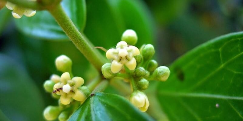 Чи справді джимнема корисна: користь та можливі ризики для здоров’я?