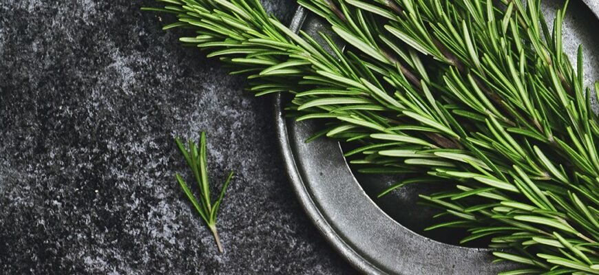 Переваги та ризики розмарину: розмарин польза и вред для здоров’я