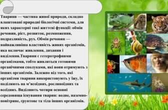 Що таке тварини: визначення та основні характеристики видів