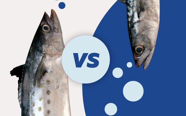 У чому різниця між макреллю і скумбрією? Розбираємо деталі! У чому різниця між макреллю і скумбрією? Розбираємо деталі!