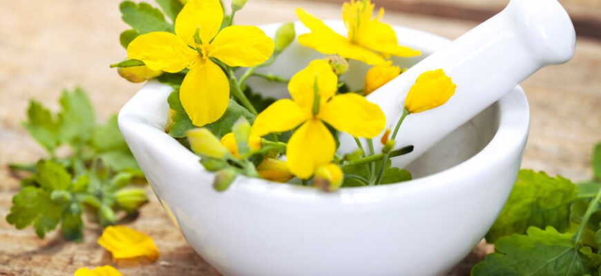 Чистотел: користь та шкода для здоров’я — повне розкриття теми