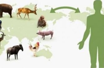 Зоонозні інфекції: причини, симптоми та профілактика захворювань