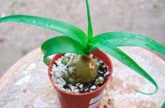 Що лікує індійська цибуля: основні лікувальні властивості та застосування