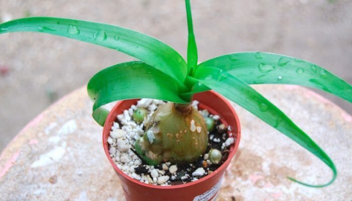 Що лікує індійська цибуля: основні лікувальні властивості та застосування Що лікує індійська цибуля: основні лікувальні властивості та застосування