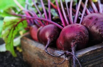 Які продукти виводять токсини з організму: детокс харчування