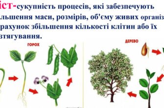 Що таке ріст: основні поняття та значення для організму і бізнесу