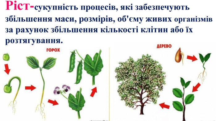 Що таке ріст: основні поняття та значення для організму і бізнесу Що таке ріст: основні поняття та значення для організму і бізнесу