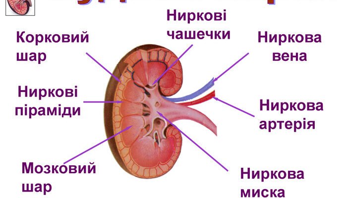 Що таке ниркова миска: визначення, функції та роль в організмі
