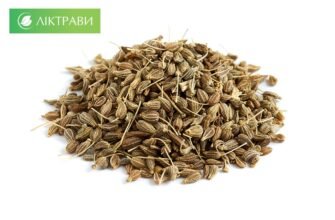 Що лікує аніс: основні захворювання, для яких він корисний Що лікує аніс: основні захворювання, для яких він корисний