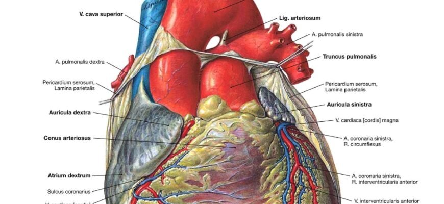 Що таке серце: ключові функції та значення в організмі людини