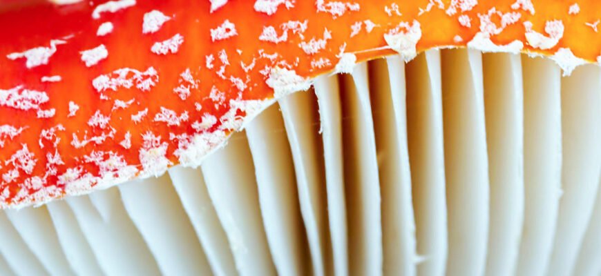 Чи є користь від мікродозування мухомора: користь і шкода?