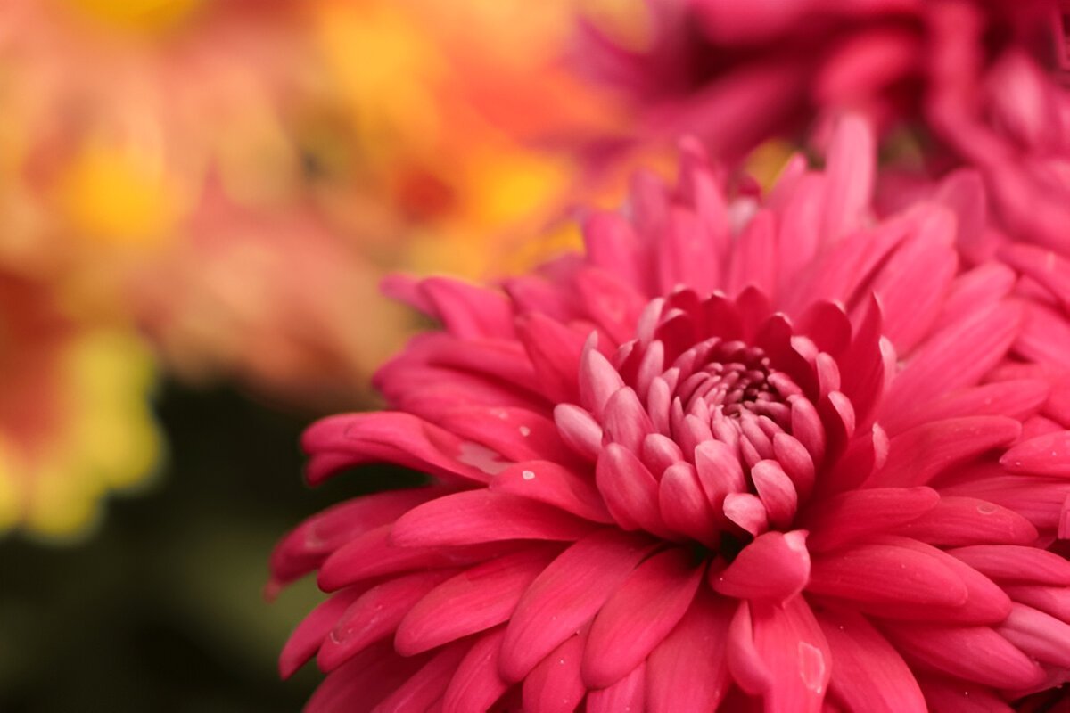 шикарний букет квітів для жінки з днем народження