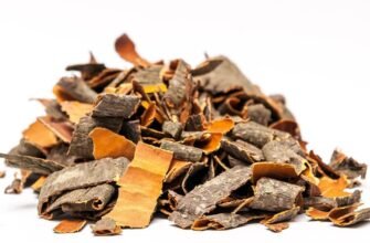 Кора осики: яка користь для здоров’я? Відповіді та поради