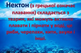 Що таке нектон: визначення, значення та приклади з морського життя
