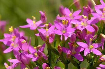 Золототысячник трава: користь та шкода для здоров’я людини