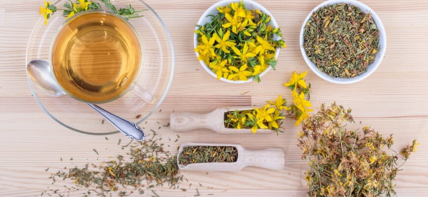 Звіробій: користь і шкода. Як впливає на здоров’я?
